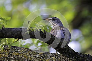 fieldfare hiding in the tree