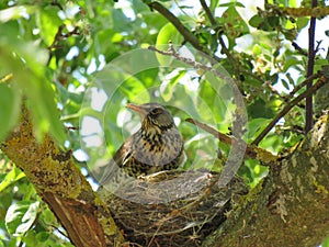 Fieldfare lat. Turdus pilaris feeds its children