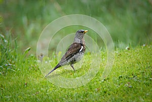 Fieldfare in the rain