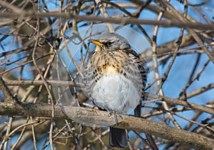 Fieldfare sitting on the branch in the winter Turdus pilaris close-up