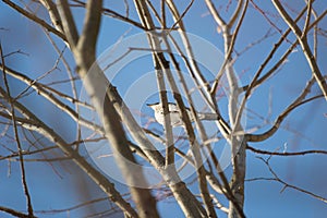 The Fieldfare, or the Snowbird lat. Turdus pilaris