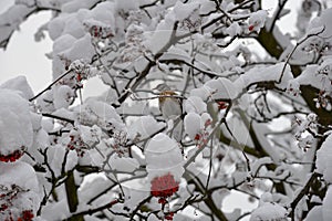 Fieldfare, or snowbird Turdus pilaris on snow-covered branches of mountain ash with berries threatening