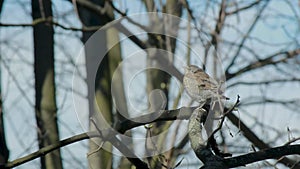 Fieldfare, a species of Thrushes Turdidae juvenile sitting on a swaying branch of a tree during heavy wind, bird chirping in