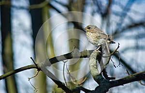 Fieldfare, a species of Thrushes Turdidae juvenile sitting on a swaying branch of a tree during heavy wind, bird chirping in