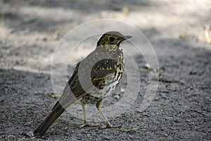 The fieldfare stands on a ground and looks around