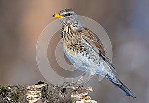 Fieldfare stands on old snag in a sunny weather photo