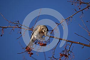 Fieldfare, thrush bird, snowbird, blackbird eats berries on a tree in winter forest