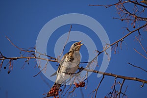 Fieldfare, thrush bird, snowbird, blackbird sings on a tree in winter forest