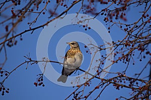 Fieldfare, thrush bird, snowbird, blackbird on a tree and berries in winter garden