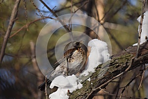 Fieldfare, thrush bird, snowbird, blackbird on a tree and snow in winter forest