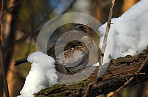 Fieldfare, thrush bird, snowbird, blackbird on a tree and snow in winter forest