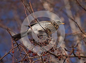 Fieldfare, thrush bird, snowbird, blackbird on a tree in winter forest