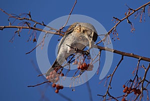 Fieldfare, thrush bird, snowbird eating berries on tree branch in the spring city