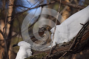 Fieldfare, thrush bird, snowbird and snow on tree in winter forest
