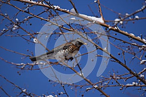 Fieldfare, thrush bird, snowbird on a tree and snow in winter garden