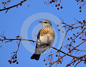 Fieldfare, thrush bird, snowbird on a tree in winter garden