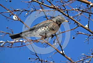 Fieldfare, thrush bird, snowbird on a tree in winter garden