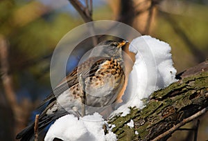 Fieldfare, thrush bird on a tree and snow in winter forest