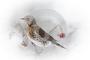 Fieldfare