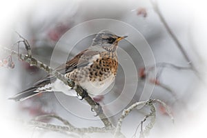 Fieldfare