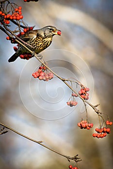 Fieldfare, Turdus pilaris