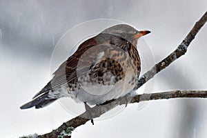 The fieldfare, Turdus pilaris