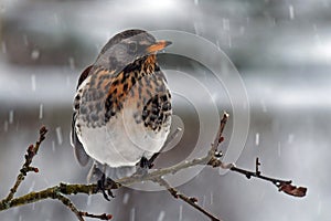 The fieldfare, Turdus pilaris