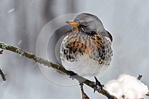 The fieldfare, Turdus pilaris