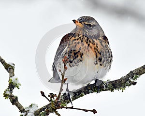 The fieldfare, Turdus pilaris