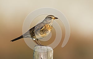 The Fieldfare ( Turdus pilaris)