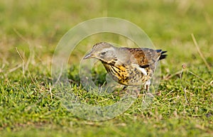 The Fieldfare ( Turdus pilaris)