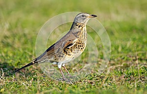 The Fieldfare ( Turdus pilaris)