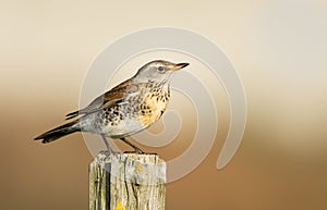 The Fieldfare ( Turdus pilaris)