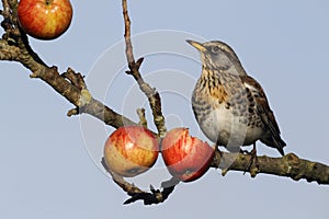 Fieldfare, Turdus pilaris