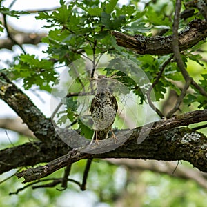 Fieldfare (Turdus pilaris)