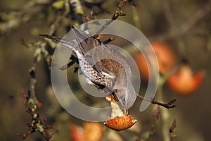 Fieldfare, Turdus pilaris