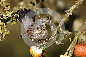 Fieldfare, Turdus pilaris