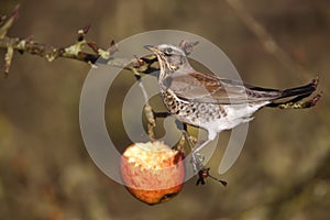 Fieldfare, Turdus pilaris