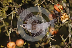 Fieldfare, Turdus pilaris