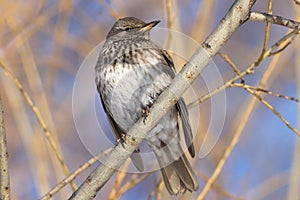 Fieldfare, (Turdus pilaris)