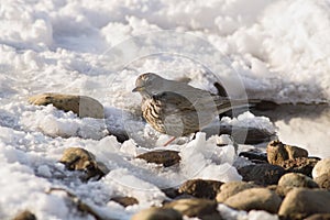 Fieldfare, (Turdus pilaris)