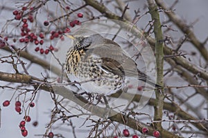 Fieldfare (Turdus pilaris)