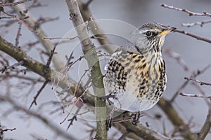 Fieldfare (Turdus pilaris)