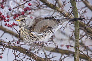 Fieldfare (Turdus pilaris)