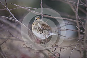 Fieldfare (Turdus pilaris)