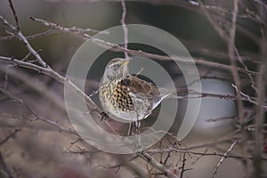 Fieldfare (Turdus pilaris)