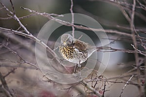 Fieldfare (Turdus pilaris)