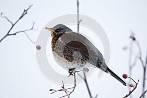 Fieldfare (turdus pilaris)