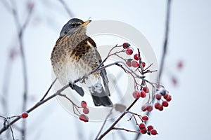 Fieldfare (turdus pilaris)