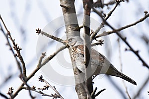 Fieldfare Turdus pilaris